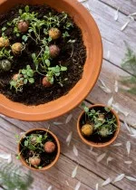 Blossombs Samenbombe - Geschenkdekoration 