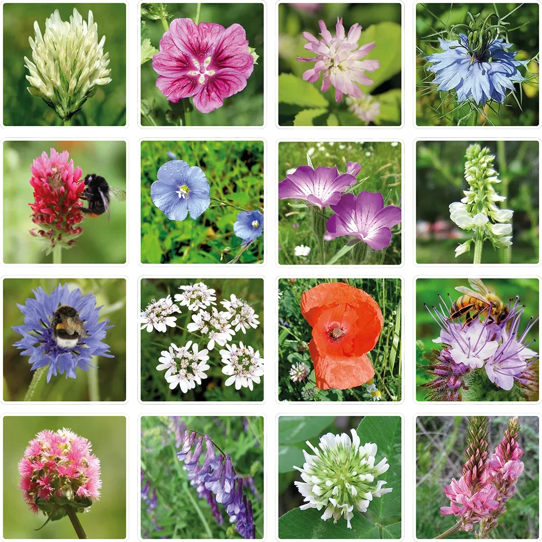 Blossombs Samenbombe - Geschenkdekoration "Blumenstrauß" - Hummel (1 Stück)