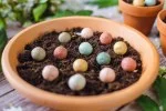 Blossombs Samenbombe - Geschenkdekoration