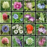Blossombs Samenbombe - Geschenkdekoration