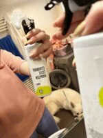 Natasha Zitronen-Badreiniger – Spray (500 ml) – geeignet für Haushalte mit hartem Wasser