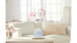 Clean Cotton Signature Kerze Mittel 368 g