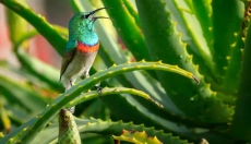 Wie man Aloe Vera in Ihre tägliche Pflege integriert