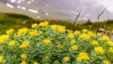 Die Wirkungen von Rhodiola steigern die mentale Leistungsfähigkeit und Konzentration.