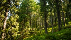 Rosa Rauschen bringt einen ruhigeren Geist und einen tieferen Schlaf